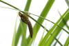 Anax imperator